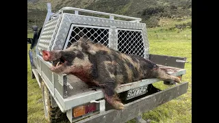 Pighunting with Dogs, New Zealand. Go Pro, 3030.