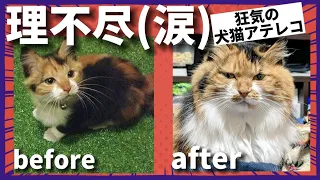 【犬猫アテレコ】鬼教官(猫)にメンタルボロボロにされる柴犬