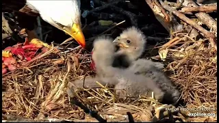 Decorah North Nest 4-6-24 Very long and graphic feeding, high ick factor warning