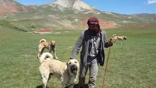 KOYUN SÜRÜSÜNDEKİ KANGALLAR BANA ÇOK SERT DAVRANDI! HARİKA KÖPEKLER