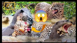 Otter Attack Jaguar / Jaguar's Head To Save Its Block /  Jaguar Vs Otter  #Jaguarvsotter #Jaguar
