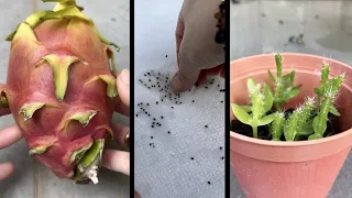 How To Easily Extract Dragonfruit Seeds EASY METHOD