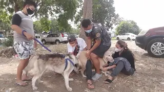 Siberian husky stud session x golden retriever mix