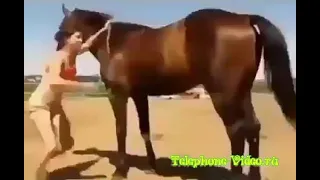 Когда лошадь умней хозяйки
