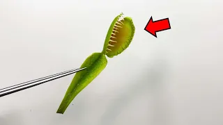 Can the Venus flytrap move even after being chopped up? - Carnivorous plants Dissection