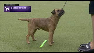 Border Terriers  Breed Judging 2023
