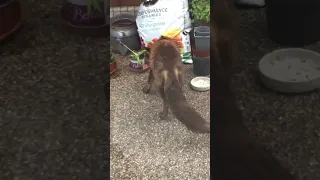 Fox 🦊 eating his dinner!