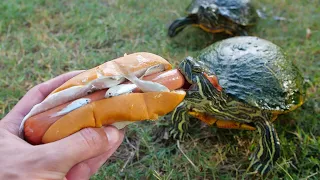 Turtles Love Hot Dogs!