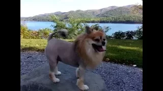 How to Pomeranian Lion Cut