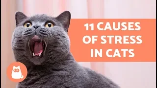 11 Causes of Stress in Cats