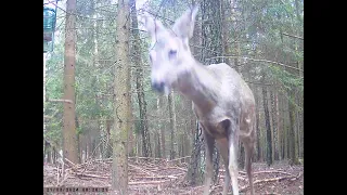 Sarna na śniadaniu