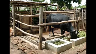 Feeding the Dairy Cow - a video for small scale farmers