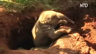 Как в Шри-Ланке спасали слонят, упавших в яму