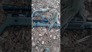 squirrel hunting with 30 caliber gauntlet