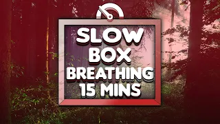 Guided Box Breathing (Slow Counts) | 15 Minutes