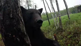 Медвежонок поздоровался.