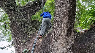 The felling of a century-old Trembesi tree!!