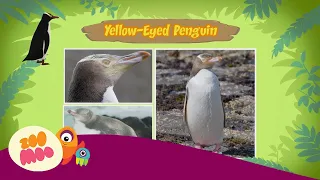 Leo the Wildlife Ranger | Yellow Eyed Penguin