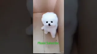 Aww So Cute Baby Pomeranian Dogs 😍😍|#Cutest_Pomeranian_Puppies #shorts #animals #dog #puppy #baby