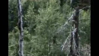 Bigfoot Walker?