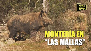 MONTERIA EN LAS MALLAS