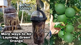 How to Air Layering Green Orange Tree / Growing Green Orange from Cutting