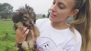 Capítulo 5: A tres cachorritos llenos de pulgas se los rescató de la lluvia