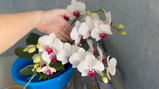 ОРХИДЕИ ЖИРЕЮТ ОТ ЭТОГО на северных / подкормка и полив орхидей для РОСКОШНОГО ЦВЕТЕНИЯ