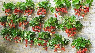 Juicy Balcony Strawberry Harvest Easy, Beautiful, And FREE!