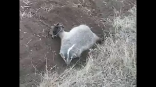 Барсук в капкане