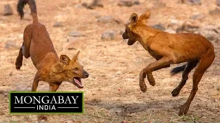 Dholes in decline