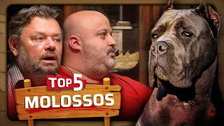 OS CINCO MAIORES CACHORROS MOLOSSO! | ARCA DO CHICO