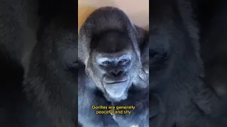 Gorillas are peaceful and shy #short #shorts #viral #gorilla