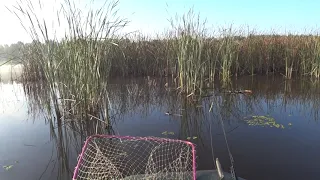 Великі карасі  село Одаї