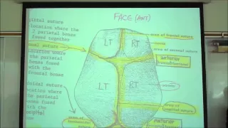 THE SKELETAL SYSTEM; INTRO TO OSTEOLOGY by professor fink