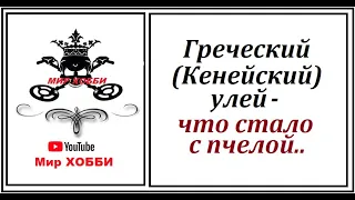 ГРЕЧЕСКИЙ улей. Всё лето не заглядывал. Что стало с пчелой