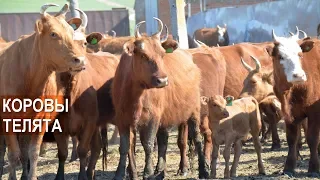 КРС Калмыцкой породы. Маточный гурт. Племенной репродуктор ООО Пик Плюс.