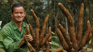 Harvesting cassava to sell - take care of the geese | Quang Sinh Village Life