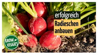 Radieschen anbauen | Gemüseanbau im Garten