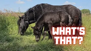 This is new for Peach and Mario | The black cat🐈‍⬛ caught something. | Friesian Horses