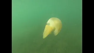 Jellyfish and bream cruising around in Lake Macquarie