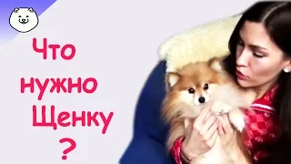 ЧтО НуЖнО ДлЯ ПоЯвЛеНиЯ ЩеНкА  в ДоМе