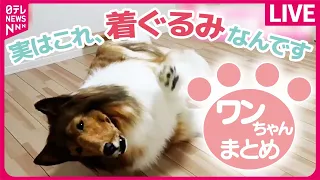 【ワンちゃんまとめ】3年間行方不明の愛犬と再会 / ２匹の犬がぴょんぴょんジャンプ/5匹の犬が男の子を救出？　などニュースライブ（日テレNEWS LIVE）