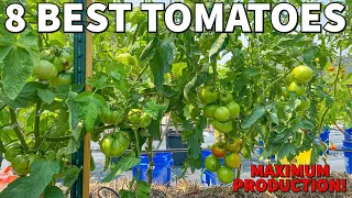 My 8 Most PRODUCTIVE Tomatoes [Full Tomato Garden Tour]