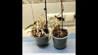 Омоложение орхидей фаленопсис  Более 10 лет в одной посадке!!!