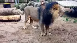 Lõvi ründab