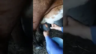 Пустила телят к коровам