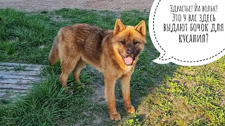 Tamed a wild dog from the wild forest. What kind of dog is this wolf? Russian Akita in the OwlValley