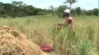 Improving food security and agricultural livelihoods in Northern Uganda
