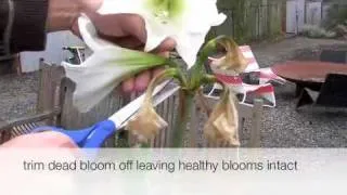 How to trim an amaryllis plant